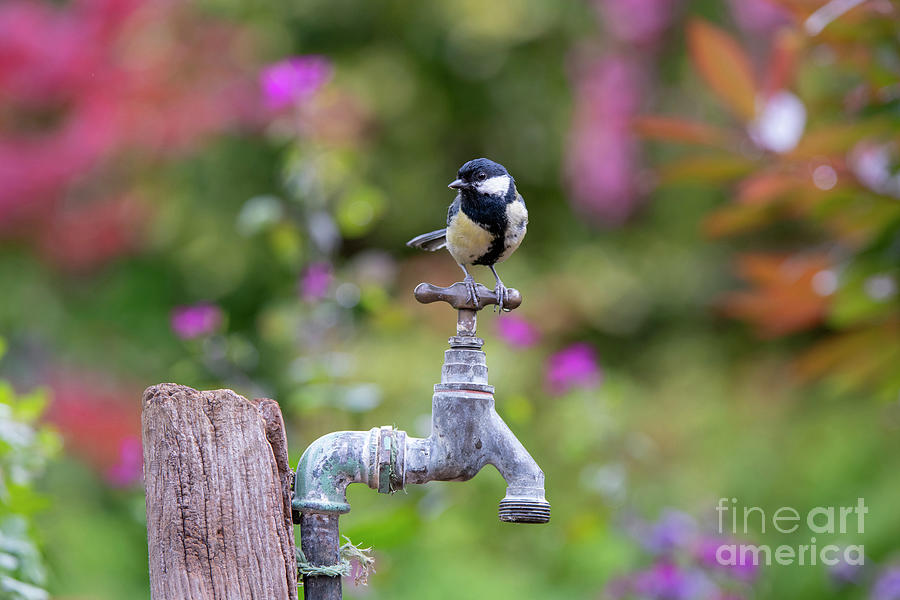 Great Tit on an Old Garden Water Tap Photograph by Tim Gainey