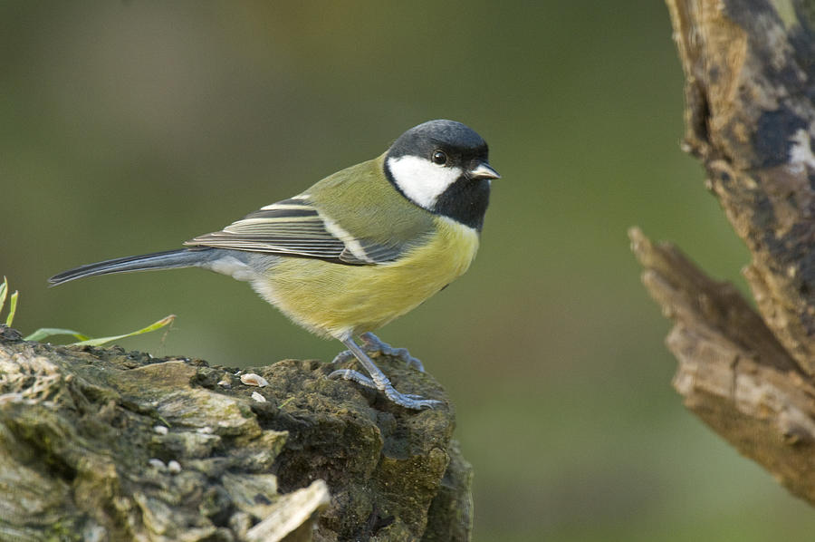 Great Tit (Parus major) adult male, Ile de France, France Photograph by Gerard Soury Great Tit (Parus major) adult male, Ile de France, France Photograph by Gerard Soury