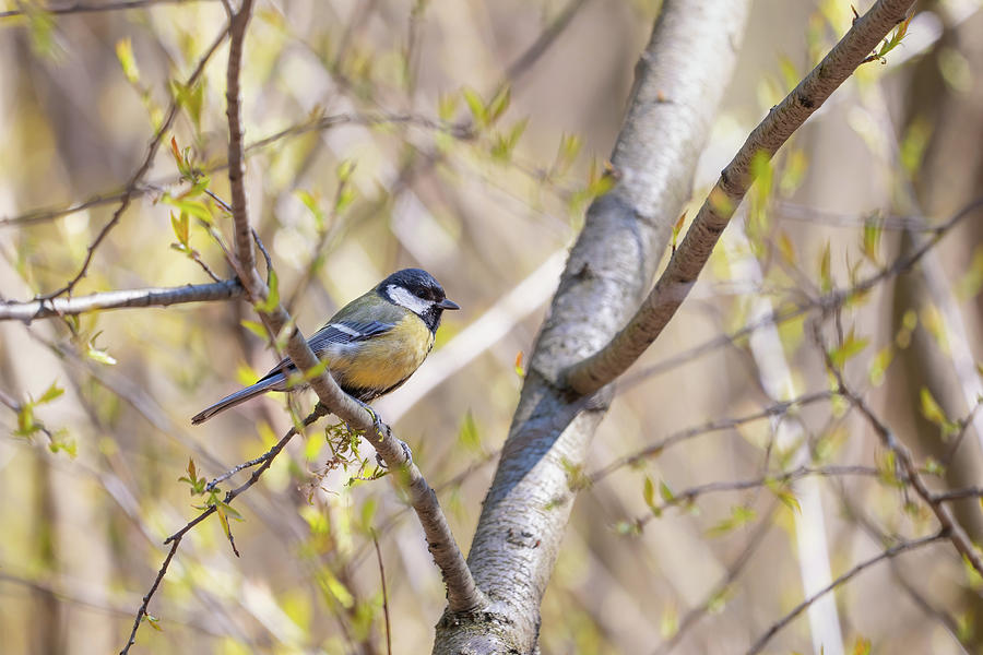 Great Tit Passerine Bird On Branch Photograph by Artur Bogacki
