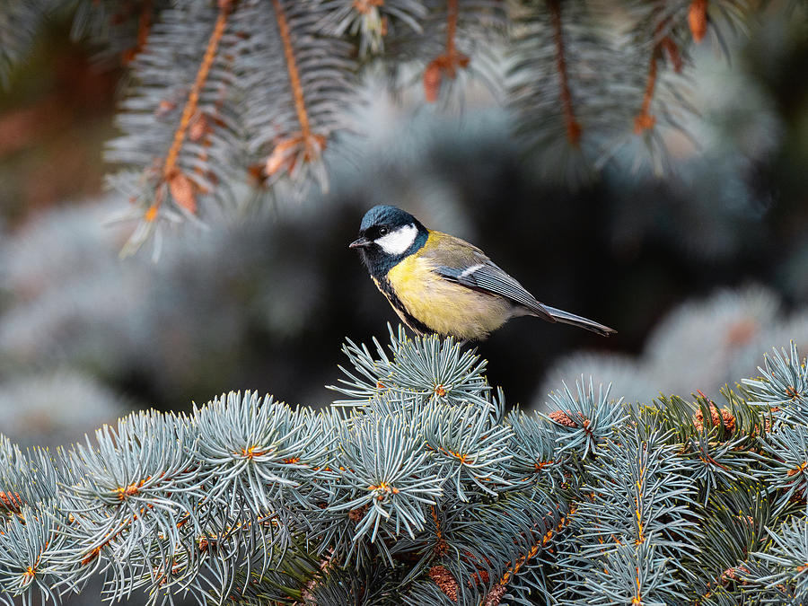 Great tit perching on the fir branch Photograph by TorriPhoto