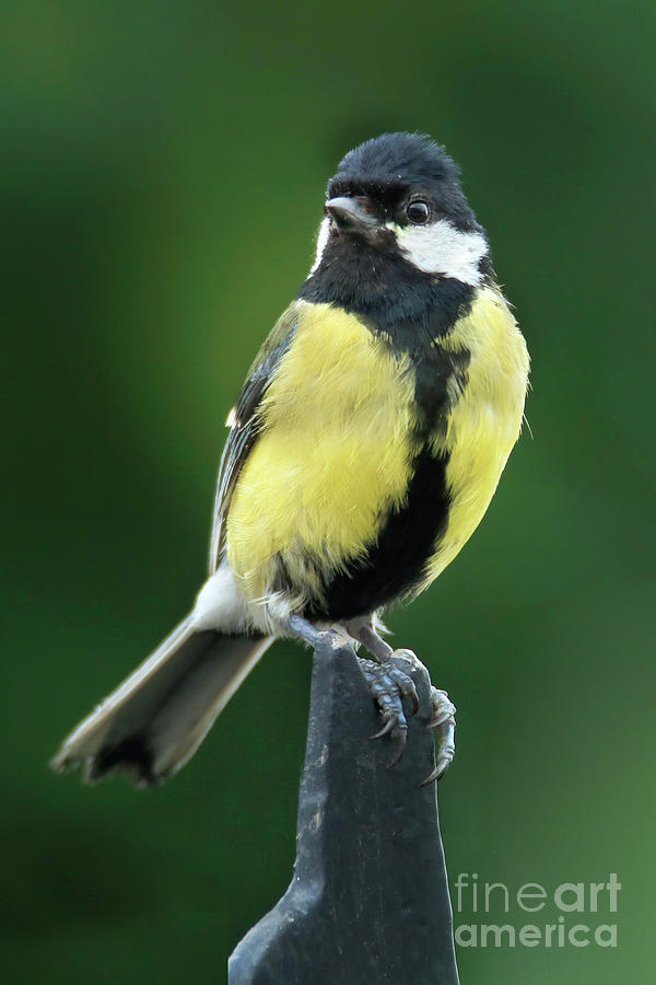 Great Tit Portrait Photograph by Terri Waters
