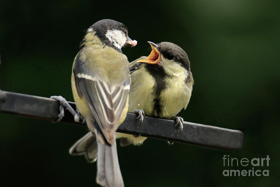 Great Tits Lunch Time Photograph by Terri Waters