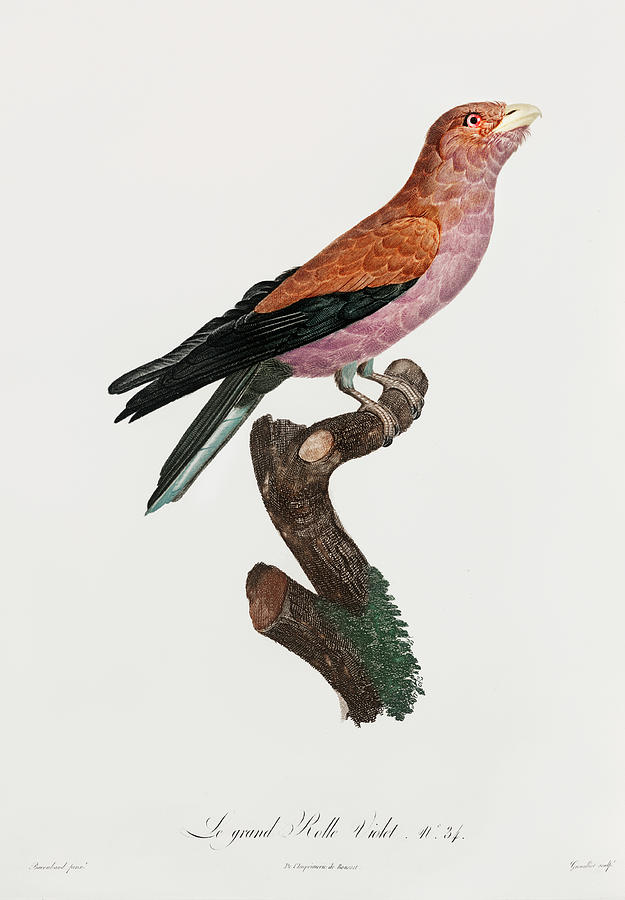 Great Violet Roller -  Vintage Bird Illustration - Birds Of Paradise - Jacques Barraband Digital Art by Studio Grafiikka