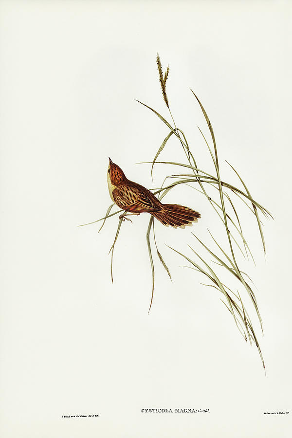 John Gould Drawing - Great Warbler, Cysticola magna by John Gould