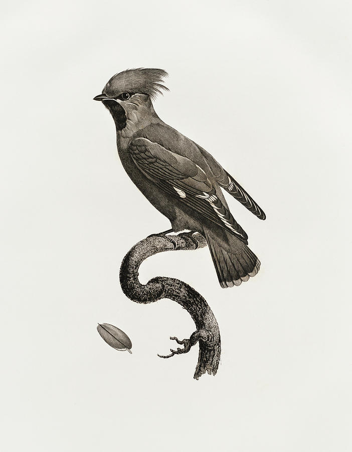 Jacques Barraband Digital Art - Great Waxwing -  Vintage Bird Illustration - Birds Of Paradise - Jacques Barraband - Ornithology by Studio Grafiikka