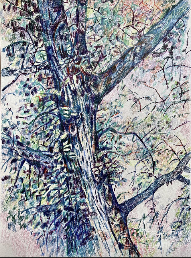 Great Western Cottonwood Tree Drawing by Carolyn Alston Thomas