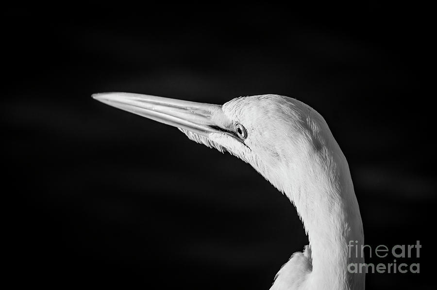 Great White Egret 1 Black n White Photograph by Nancy L Marshall