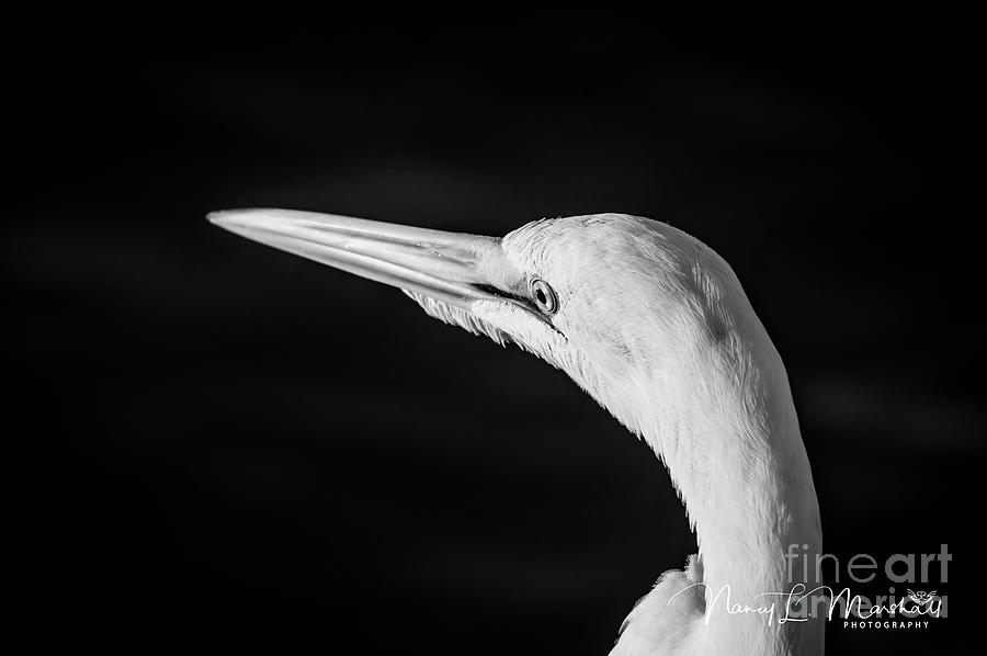 Great White Egret 1 Black n White Signed Photograph by Nancy L Marshall
