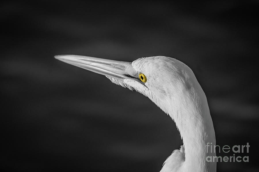 Great White Egret 1 Color Pop Photograph by Nancy L Marshall