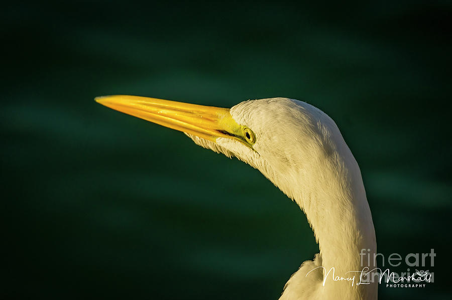 Great White Egret 1 Signed Photograph by Nancy L Marshall