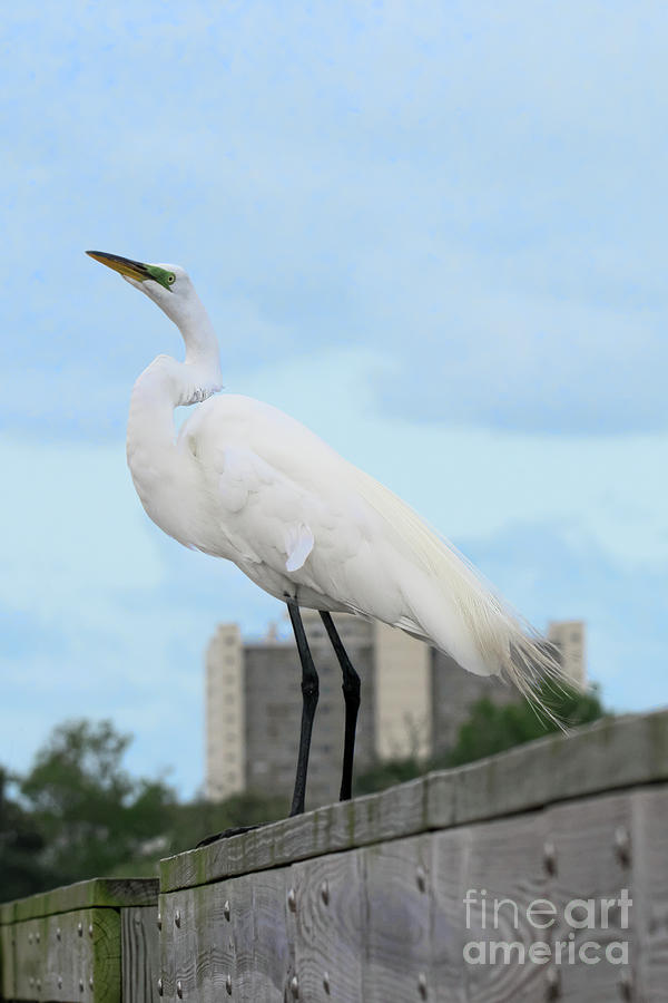 Great White Egret 1110 Photograph By Marvin Reinhart Pixels