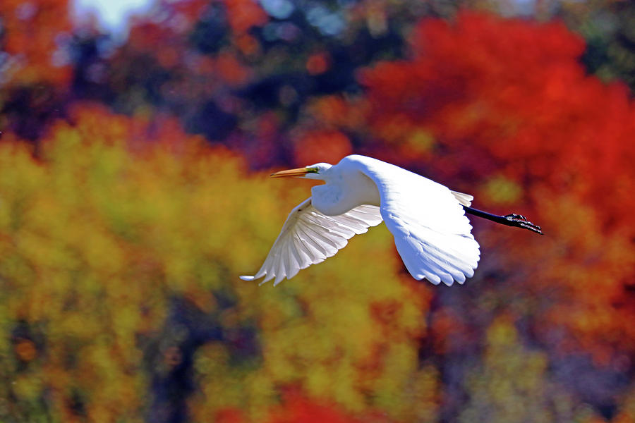 Great White Egret And Autumn Colours Photograph by Debbie Oppermann