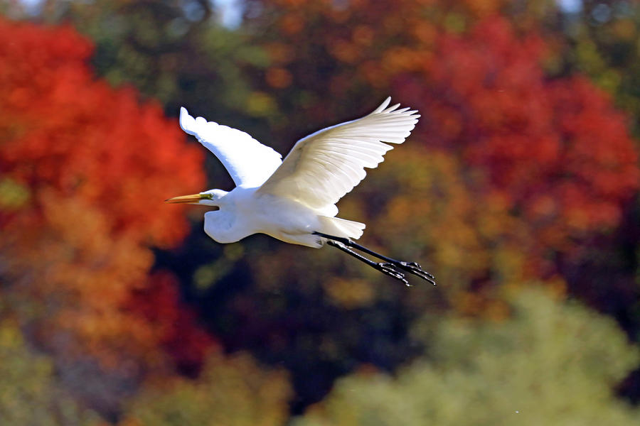 Great White Egret And Fall Colours Photograph by Debbie Oppermann