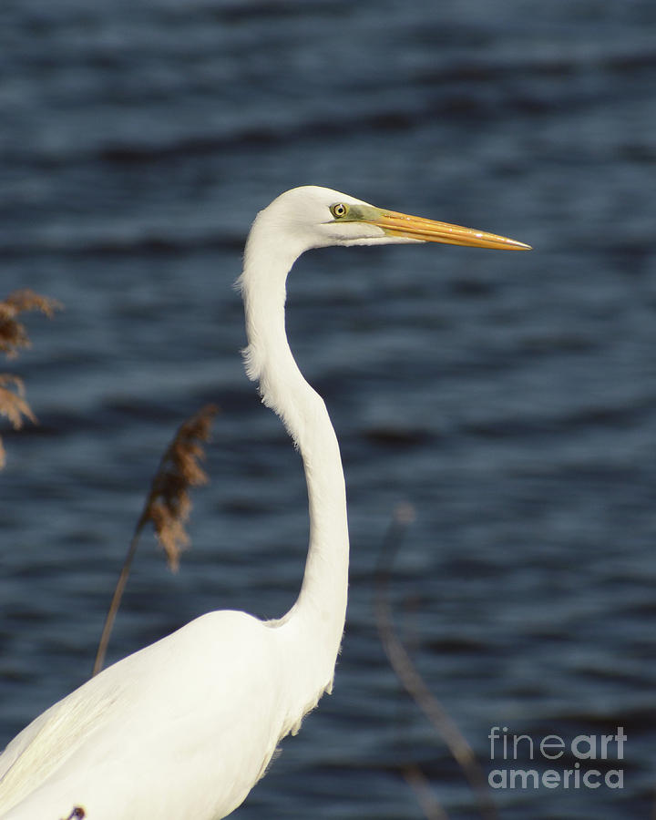 Great White Egret Animal / Wildlife Photograph Photograph by PIPA Fine Art - Simply Solid