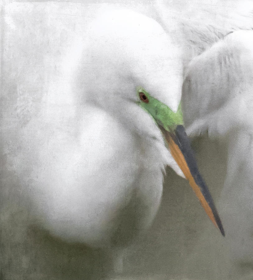Great White Egret Art Portrait Photograph by Ginger Stein