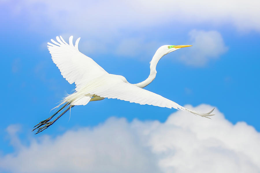 Great White Egret Ascending Photograph by Mark Andrew Thomas