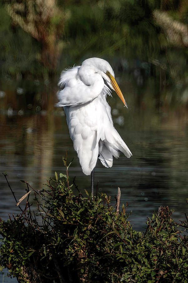 Great White Egret at Rest Photograph by Wes and Dotty Weber