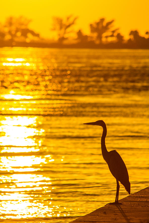Great Egret at sunset Photograph by Nautical Chartworks