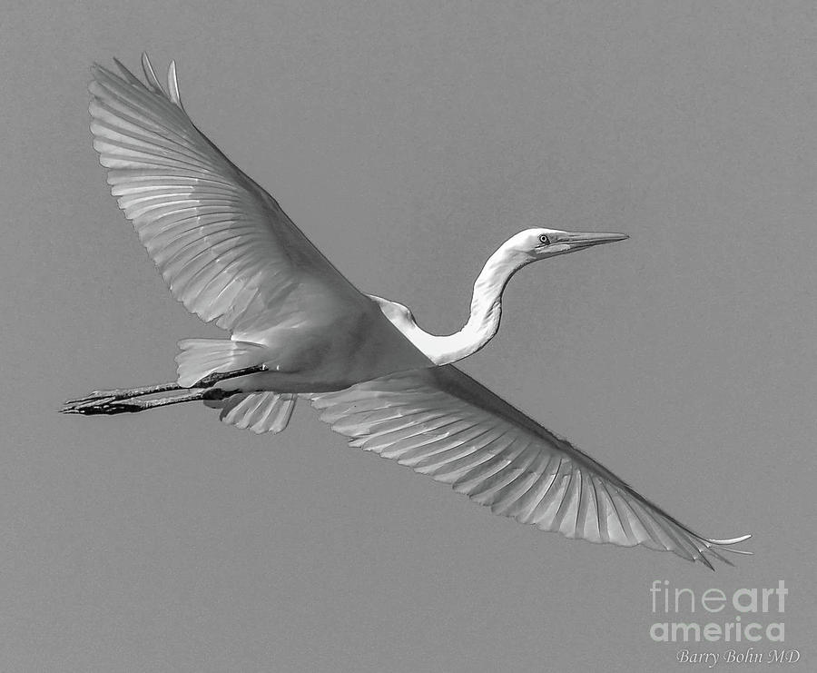 Great white egret Photograph by Barry Bohn