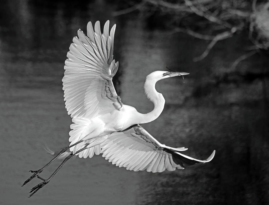  Great White Egret black and white Photograph by Stuart Harrison