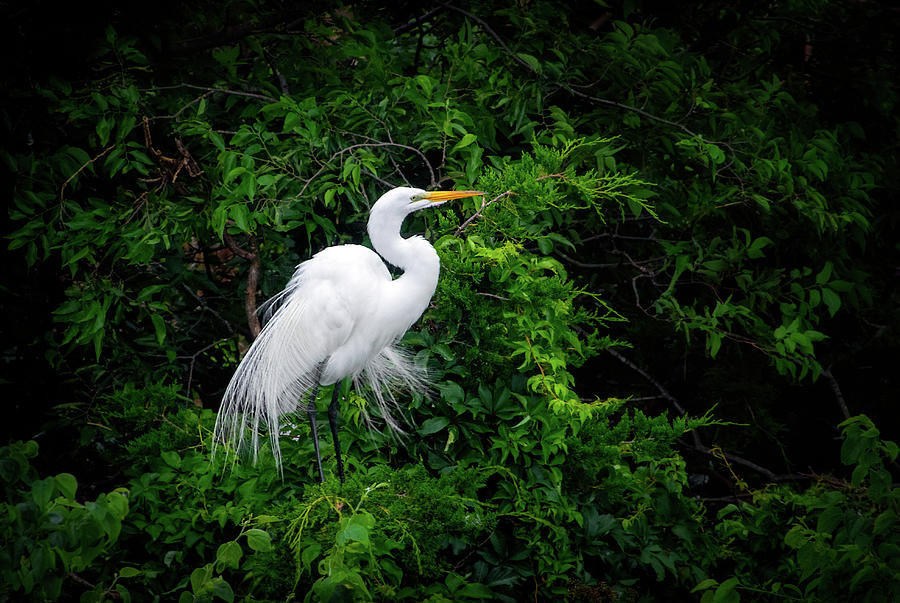Great White Egret Photograph by Carolyn Derstine
