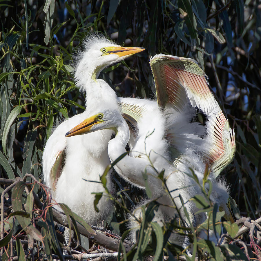 Great White Egret Chicks Flapping Wings in Their Nest  Photograph by Kathleen Bishop