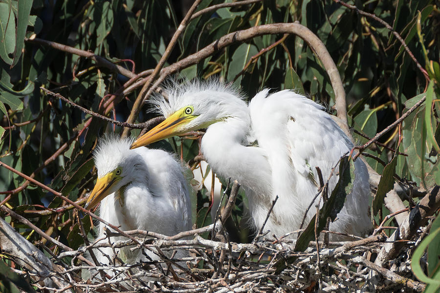 Great White Egret Chicks in their Nest  Photograph by Kathleen Bishop
