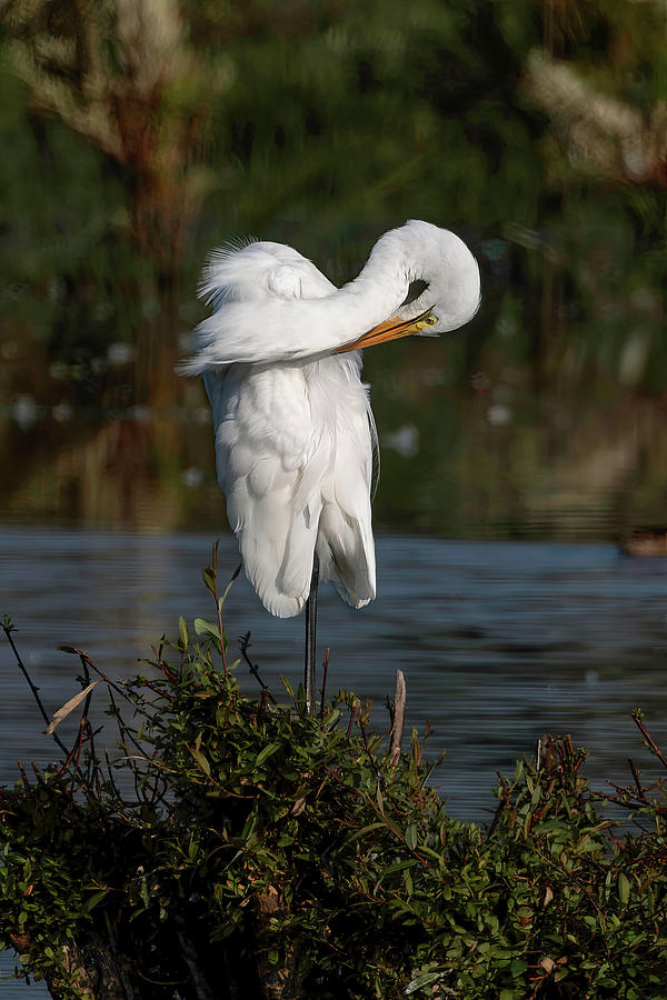 Great White Egret Cleanup Photograph by Wes and Dotty Weber