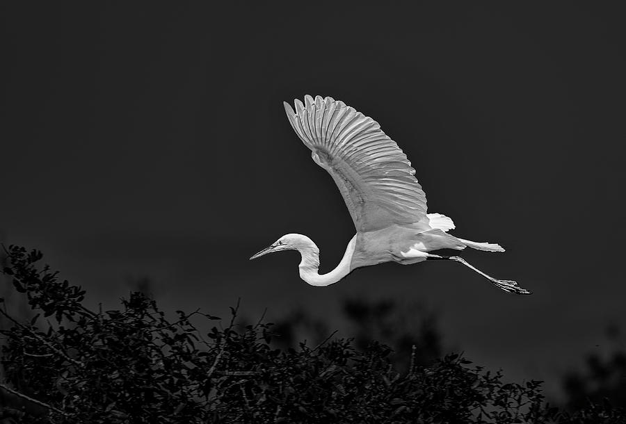 Egret Photograph - Great White Egret Coming  In by Gordon Ripley