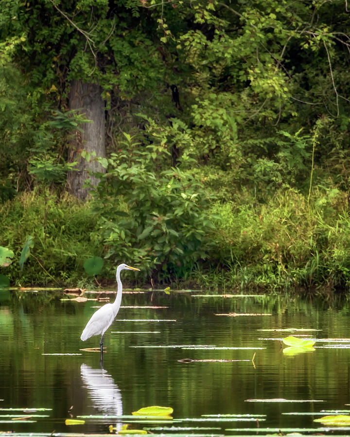 Great White Egret - Crab Orchard Lake Photograph by Susan Rissi Tregoning