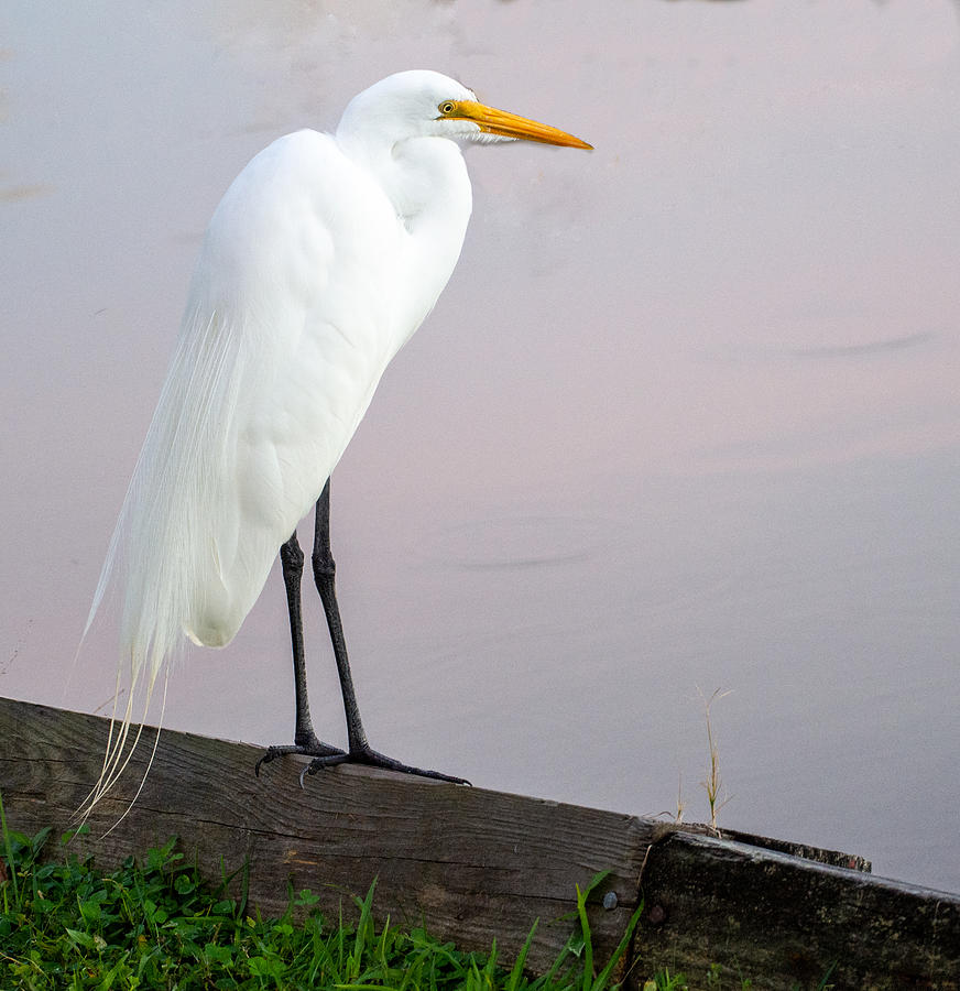Great White Egret Enjoying a Lovely Florida Day Photograph by L Bosco