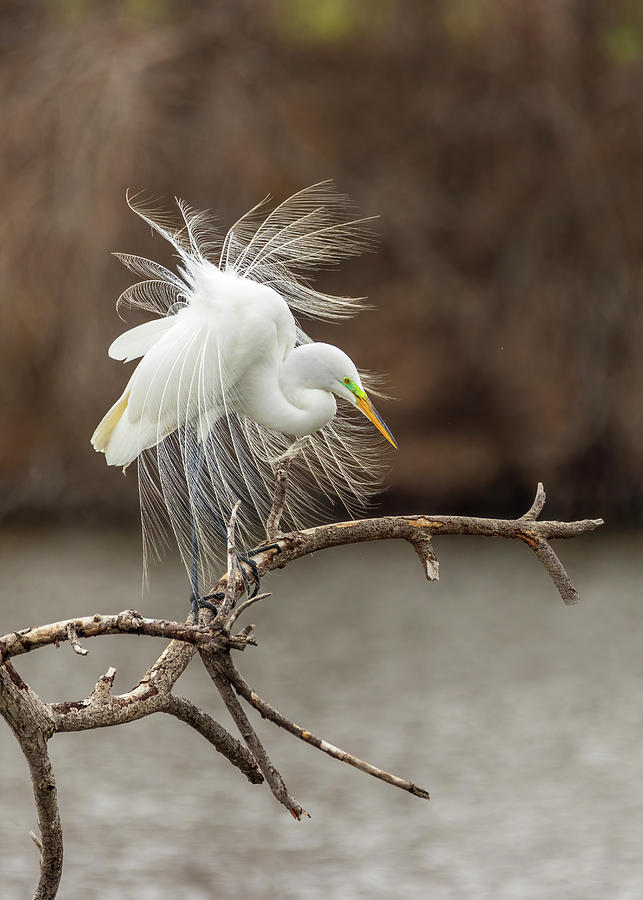 Great White Egret Fancy Feathers 1 Photograph by Patti Deters