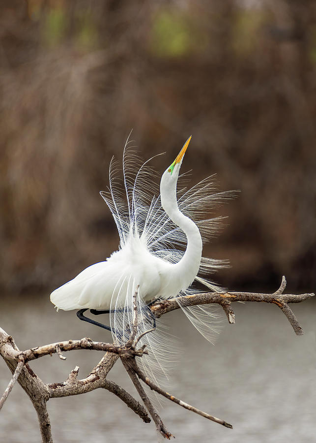 Great White Egret Fancy Feathers 2 Photograph by Patti Deters