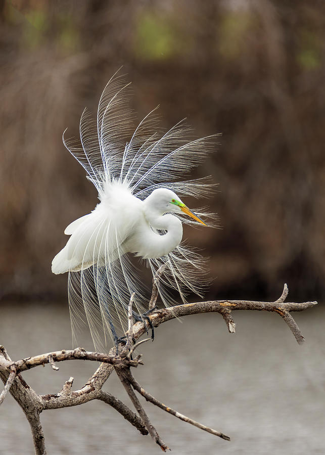 Great White Egret Fancy Feathers 4 Photograph by Patti Deters