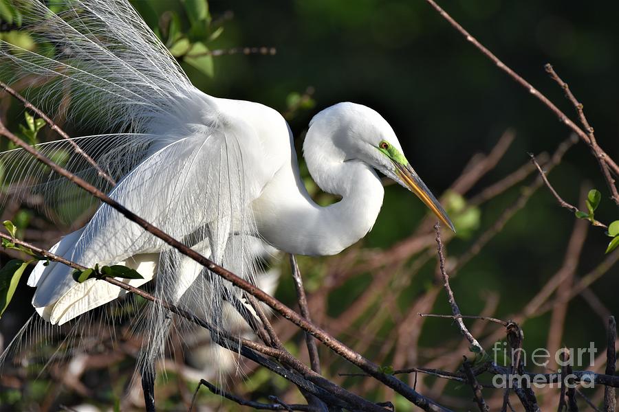 Great White Egret Feather Display Photograph by Julie Adair