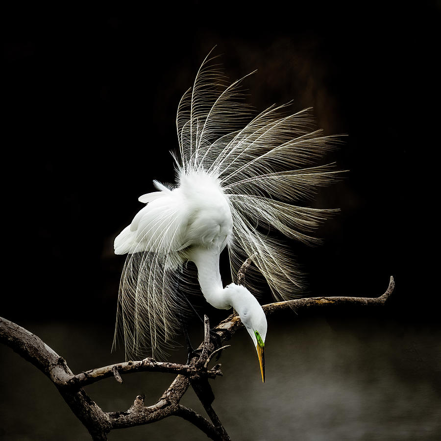 Great White Egret Feathers II Photograph by Patti Deters