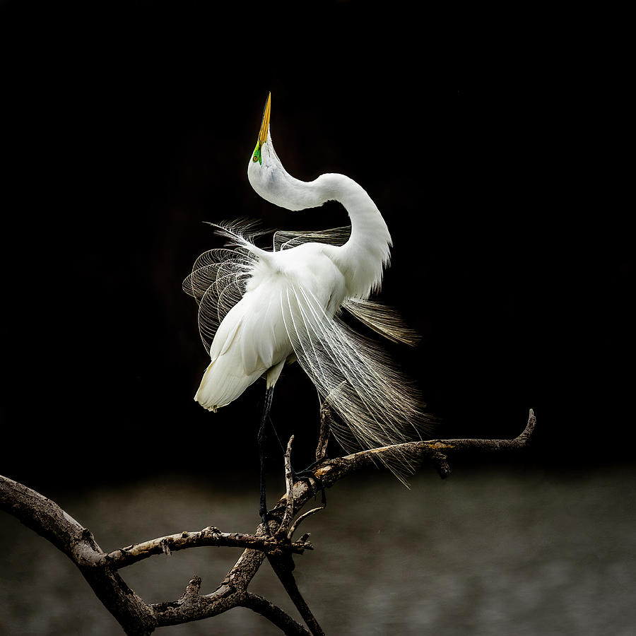 Great White Egret Feathers IIi Photograph