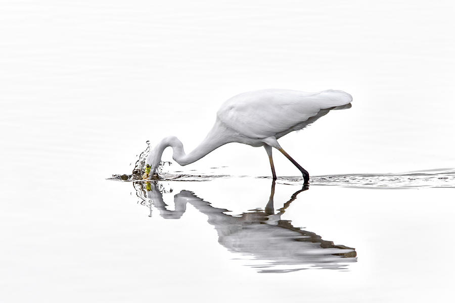 Egret Photograph - Great White Egret Fishing in Lake by Arterra Picture Library