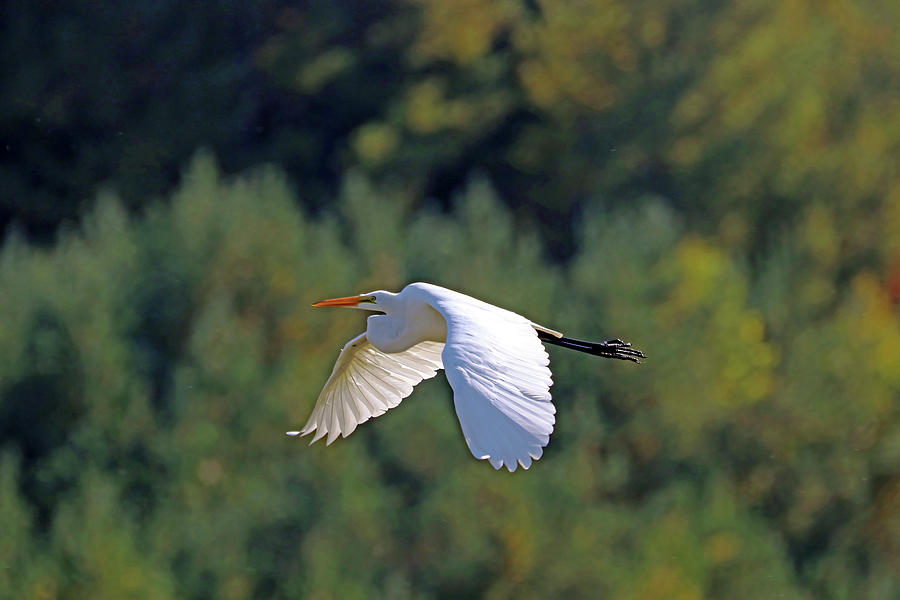 Great White Egret Fly By Photograph by Debbie Oppermann