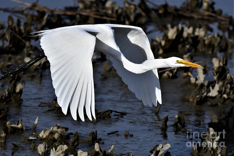 Great White Egret Fly By Photograph by Julie Adair