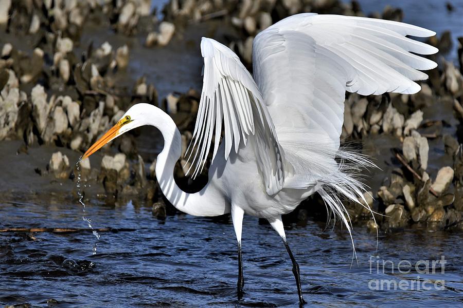 Great White Egret Hunting Fish Photograph by Julie Adair