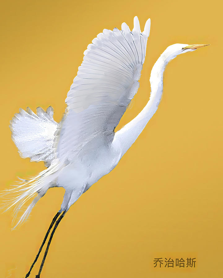 Great White Egret in Flight Mixed Media by George Harth