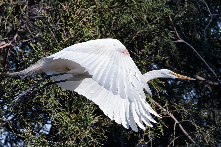 Great White Egret in Flight  Photograph by Kathleen Bishop