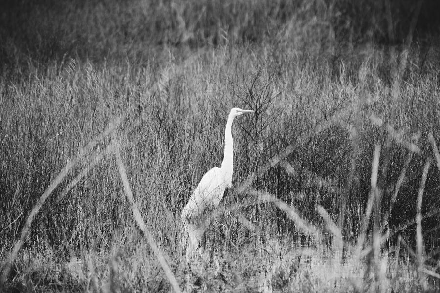Great White Egret in Marshland Black and White Photograph by Gaby ...