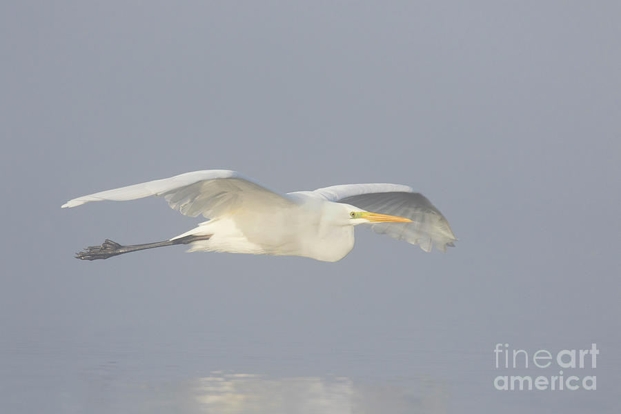 Great White Egret in the Mist Photograph by Arterra Picture Library