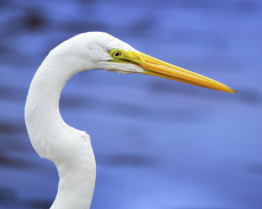 Great White Egret in the Rain Photograph by Mark Andrew Thomas