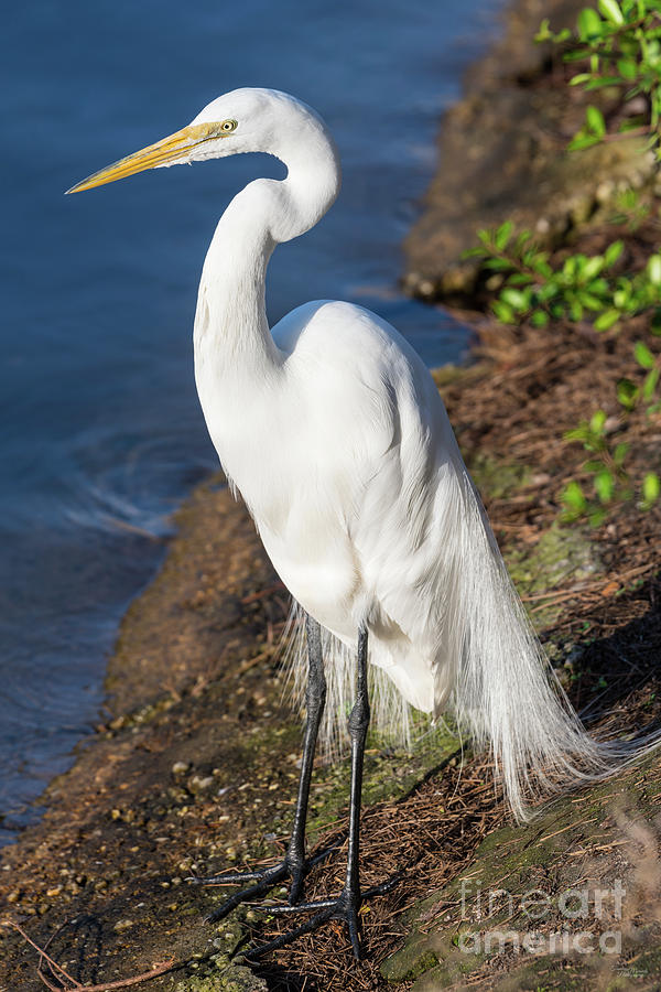 Great White Egret Photograph by Jennifer White