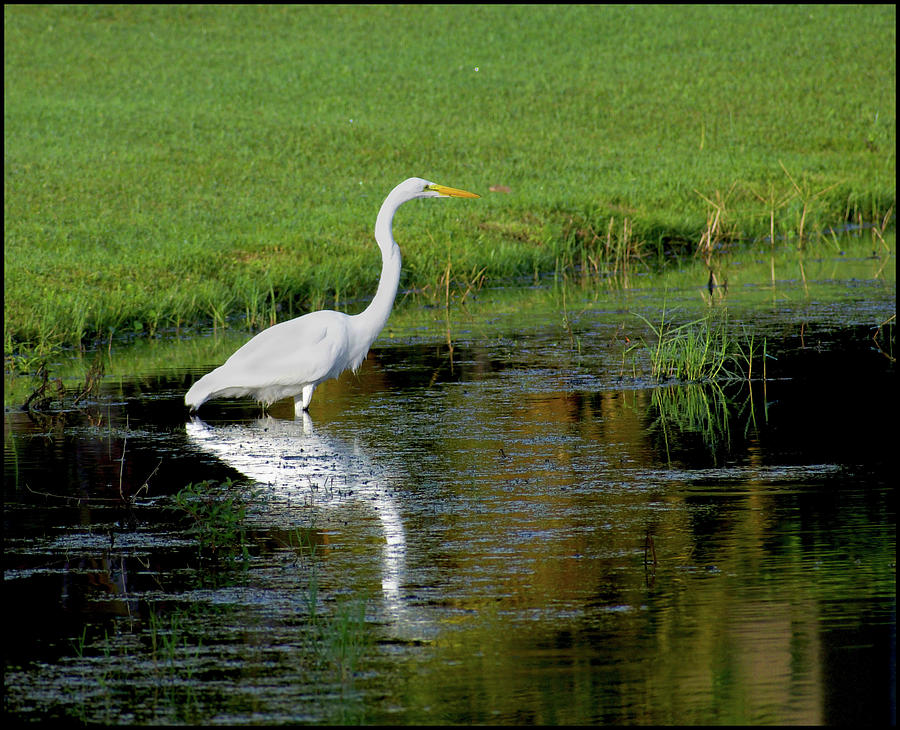 Great White Egret Digital Art By Joe Sclafani - Fine Art America