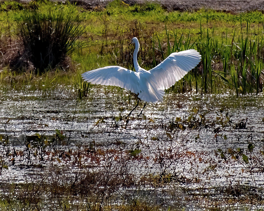 Great White Egret Landing Photograph by Flees Photos