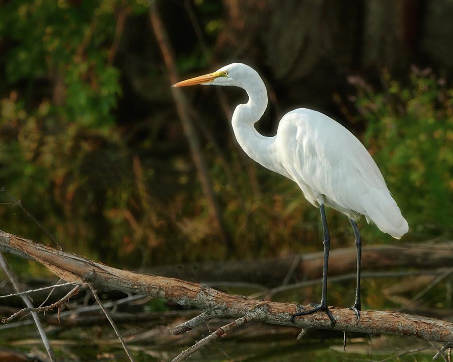Great White Egret Late In The day Photograph by Jim Hughes